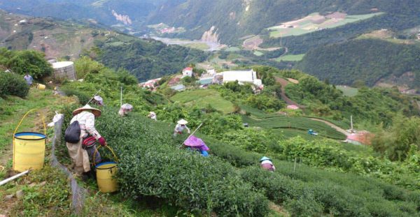 梨山烏龍茶，產於馬烈霸部落：圖片 7