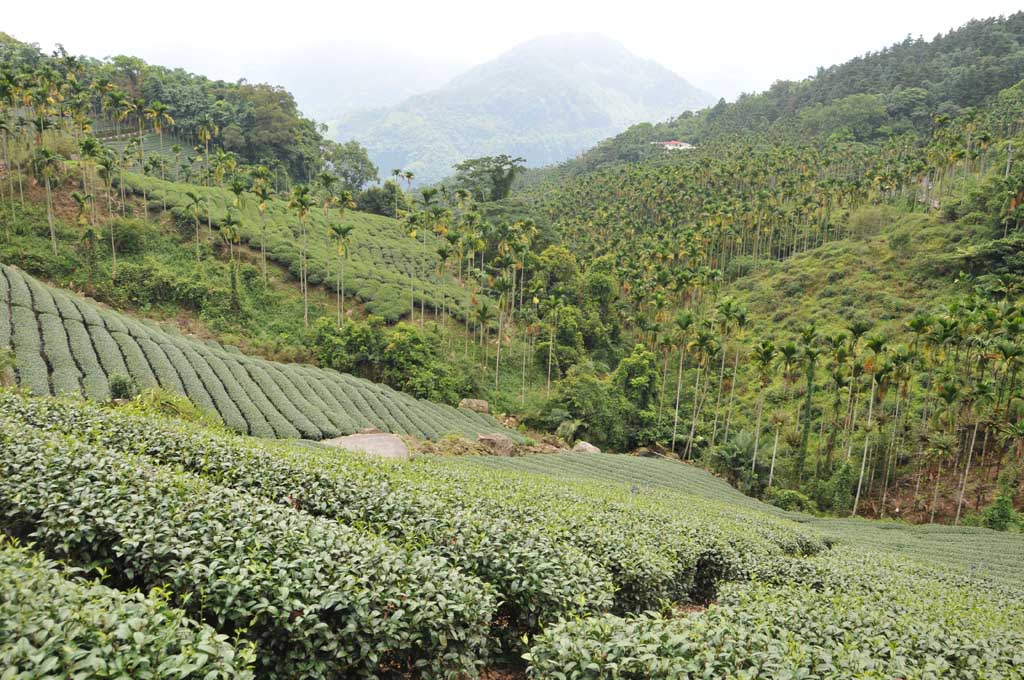 古坑華山樟湖茶區