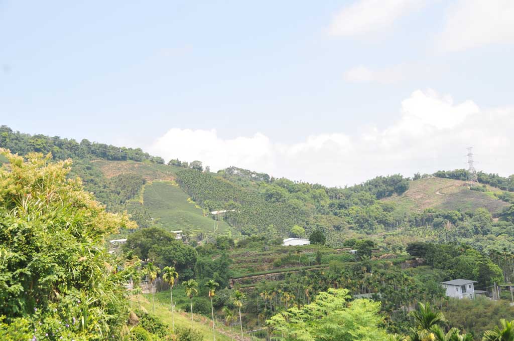 古坑華山樟湖茶區