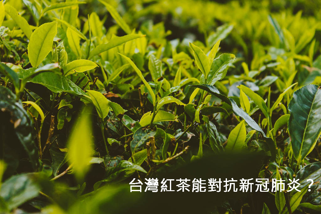 台灣紅茶抗疫?能對抗新冠肺炎?