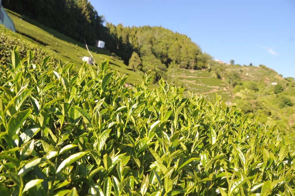 如何去除茶的澀味？