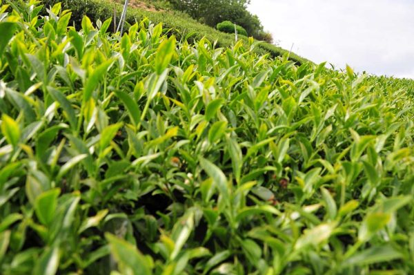 手採高山翠玉茶，2022年春茶-150克：圖片 2