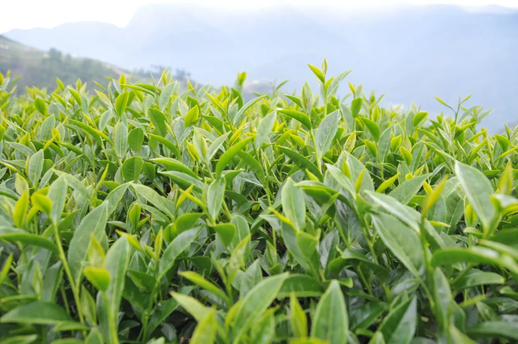 新佳陽高山茶