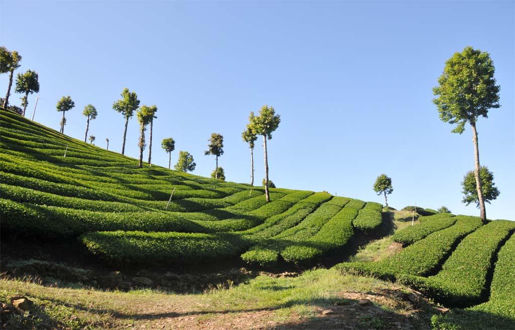 東眼山茶區