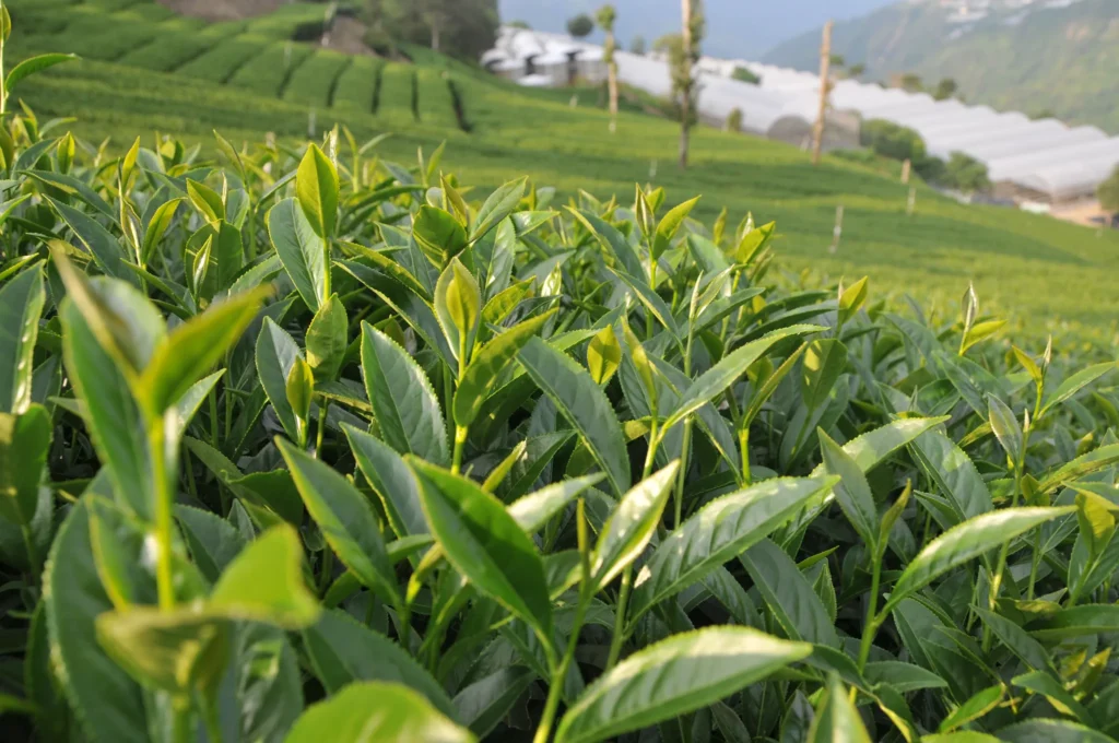 東眼山高山茶