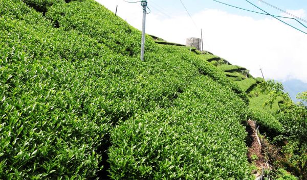 東眼山高山茶葉(2020冬)：圖片 2