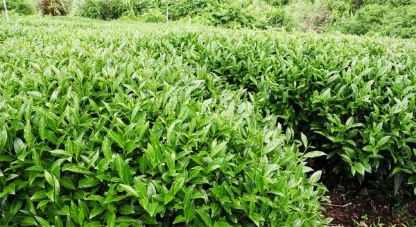東眼山高山茶葉(2020冬)