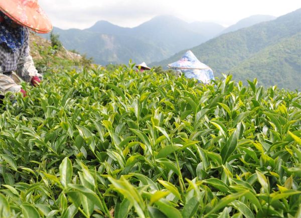 梅山金萱茶，2021年冬茶：圖片 3