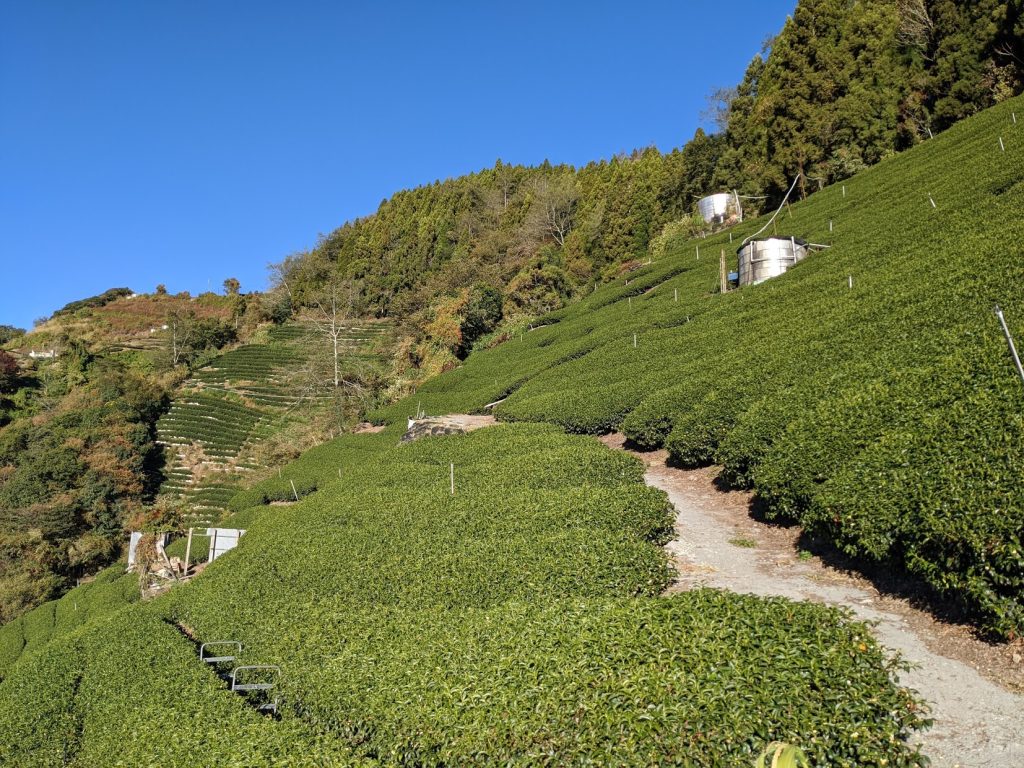 梅峰茶區(台大實驗林)