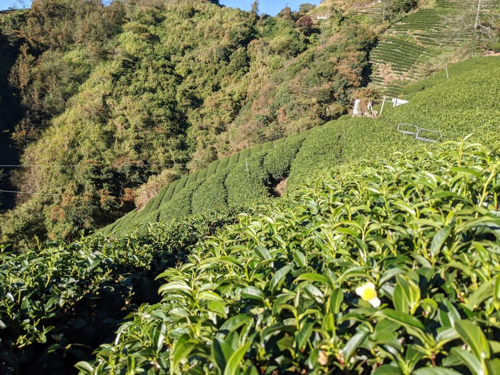 梅峰茶區(台大實驗林)