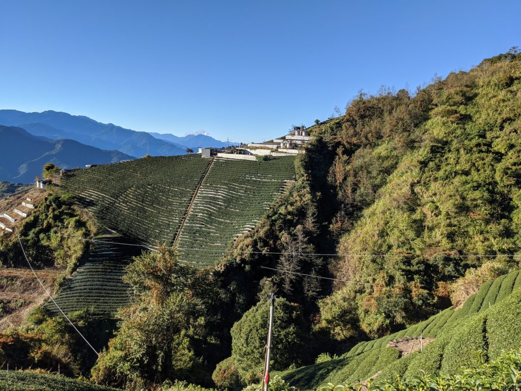 梅峰茶區(台大實驗林)