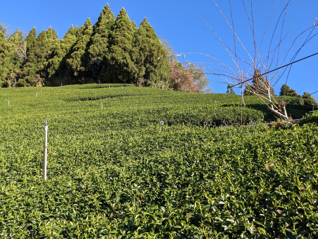 梅峰茶區(台大實驗林)
