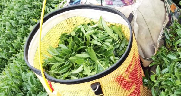 梨山烏龍茶，產於馬烈霸部落：圖片 6