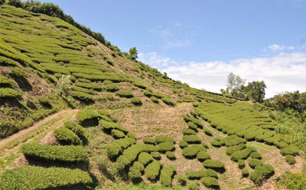 梨山烏龍茶，產於馬烈霸部落：圖片 5
