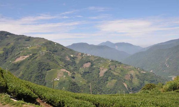 梨山烏龍茶，產於馬烈霸部落：圖片 3