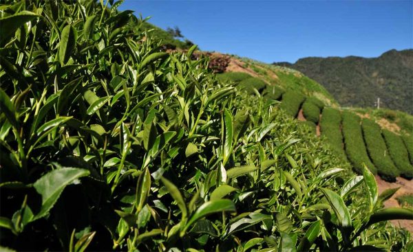 梨山烏龍茶，產於馬烈霸部落：圖片 2