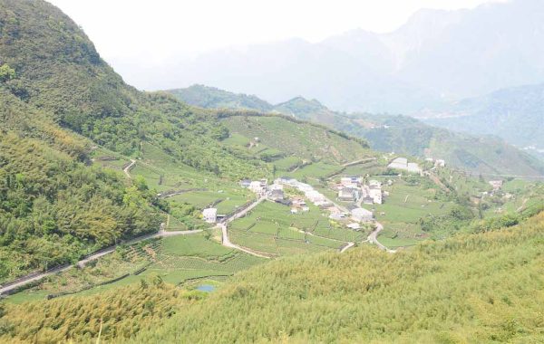 樟樹湖高山茶，2022年春茶：圖片 2