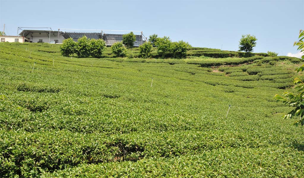 重焙火，濃香烏龍茶