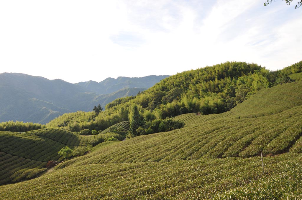 番仔田茶區