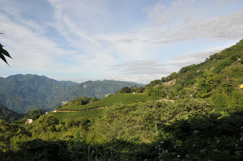 石壁草嶺茶區