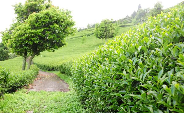 翠峰高山茶，來自合歡山茶區(2020春茶)