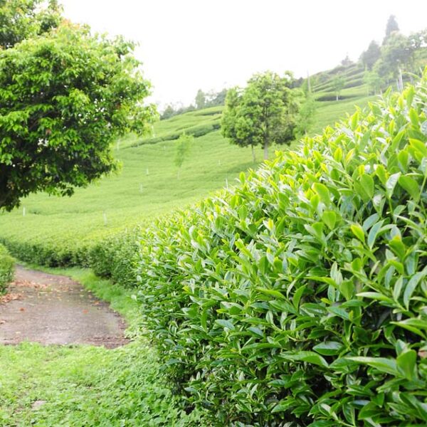 翠峰高山茶，來自合歡山茶區(2020春茶)