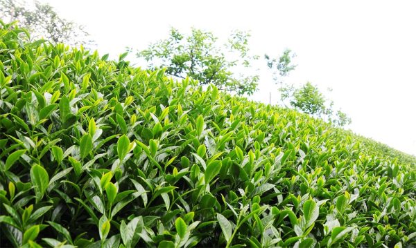 華崗梨山茶，春茶已經上市：圖片 2