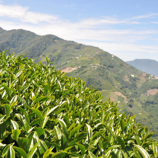 馬烈霸部落(2020春茶）