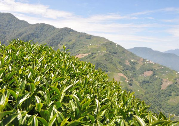 梨山烏龍茶，產於馬烈霸部落（2020冬茶)：圖片 3