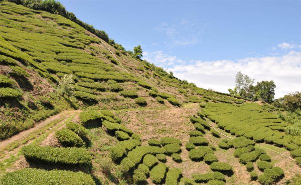 梨山烏龍茶，產於馬烈霸部落（2020冬茶)：圖片 2