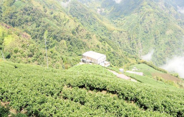 龍鳳峽高山茶，杉林溪最高茶區(2020年冬茶)：圖片 5