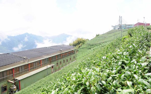 龍鳳峽高山茶，杉林溪最高茶區(2020年冬茶)：圖片 4