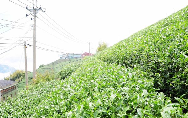 龍鳳峽高山茶(2020春茶)