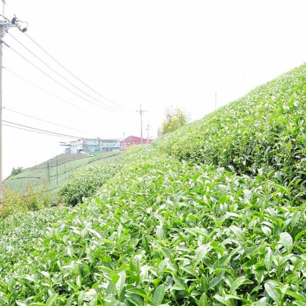 龍鳳峽高山茶(2020春茶)
