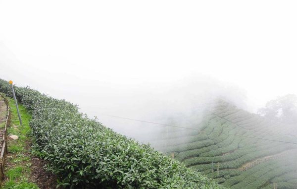 龍鳳峽高山茶，杉林溪最高茶區(2020年冬茶)：圖片 2
