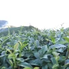 四季春冬片