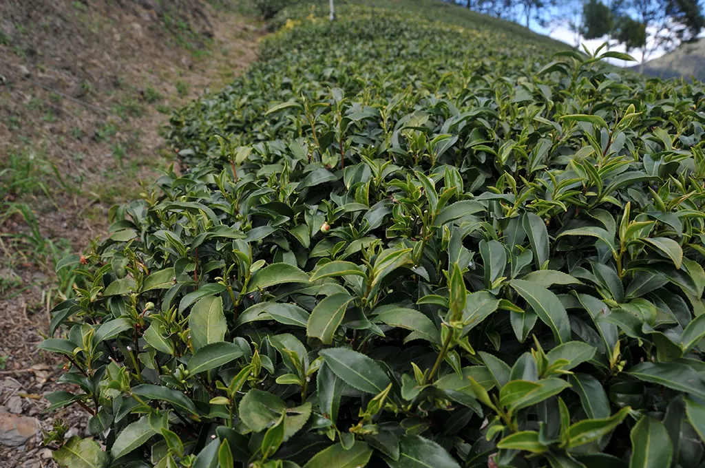 休冬茶樹施肥