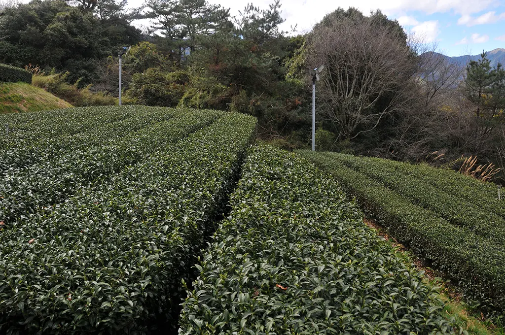 茶園防霜風扇