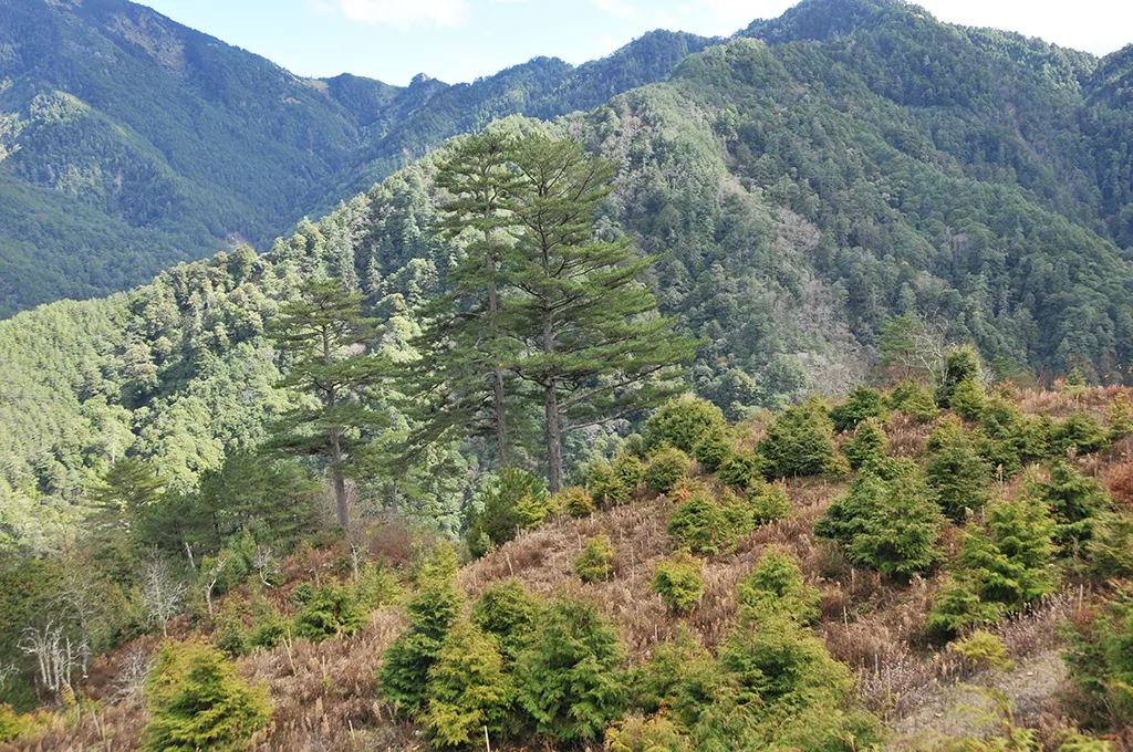 大禹嶺105K茶園