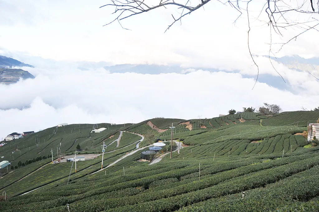 冬天的翠峰茶區