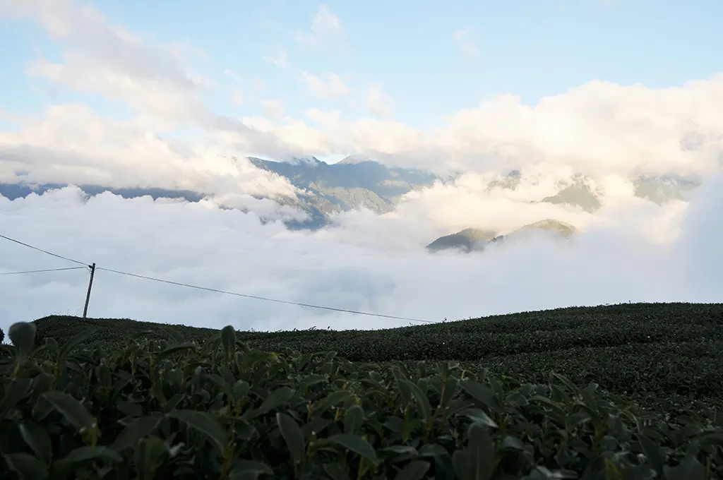 冬天的翠峰茶區