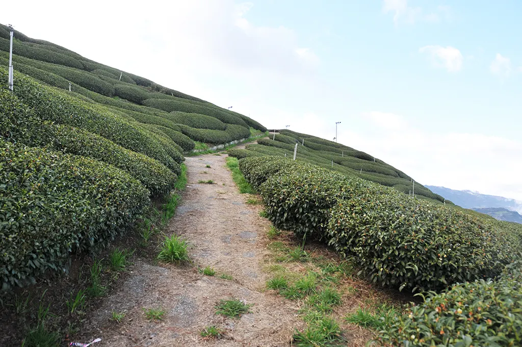 冬天的翠峰茶區