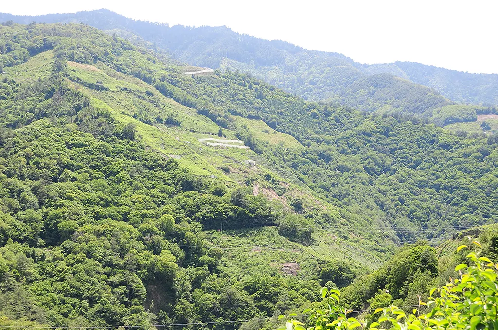 梨山農地