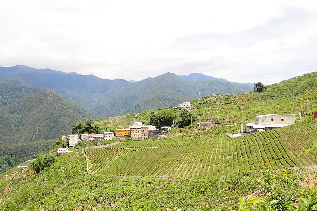 梨山農地