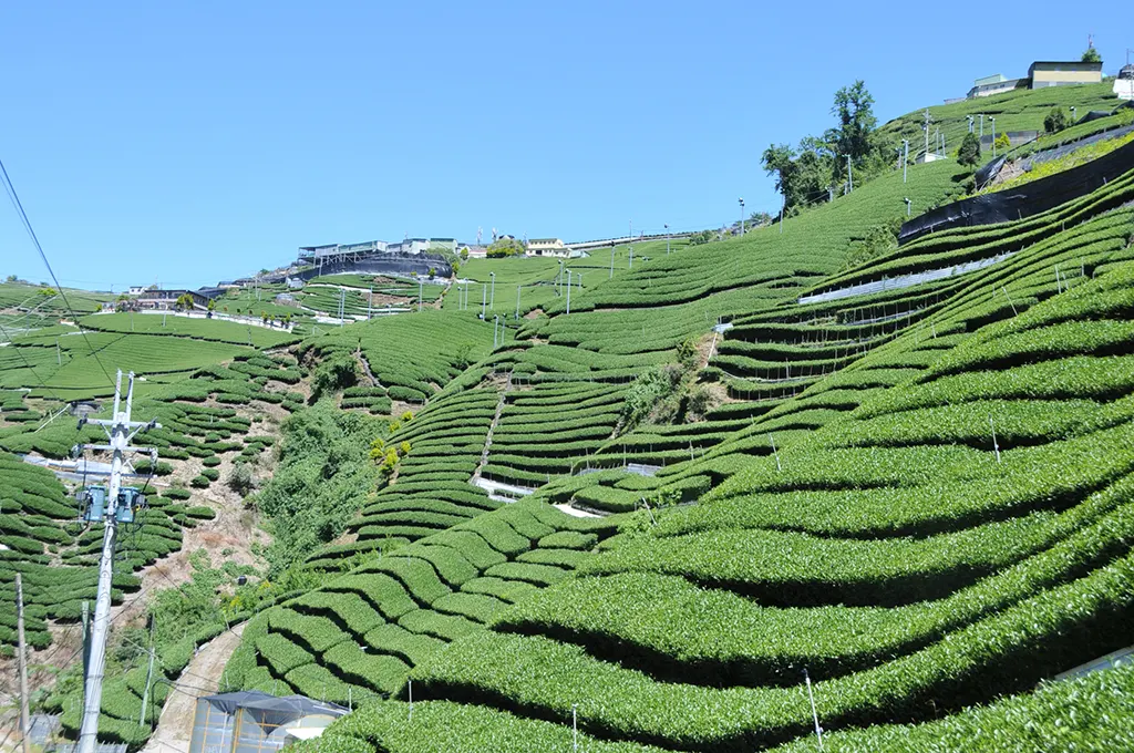 茶園防霜風扇