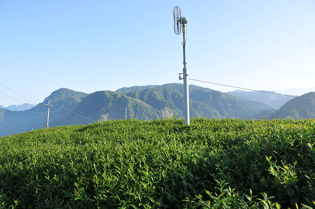 茶園防霜風扇