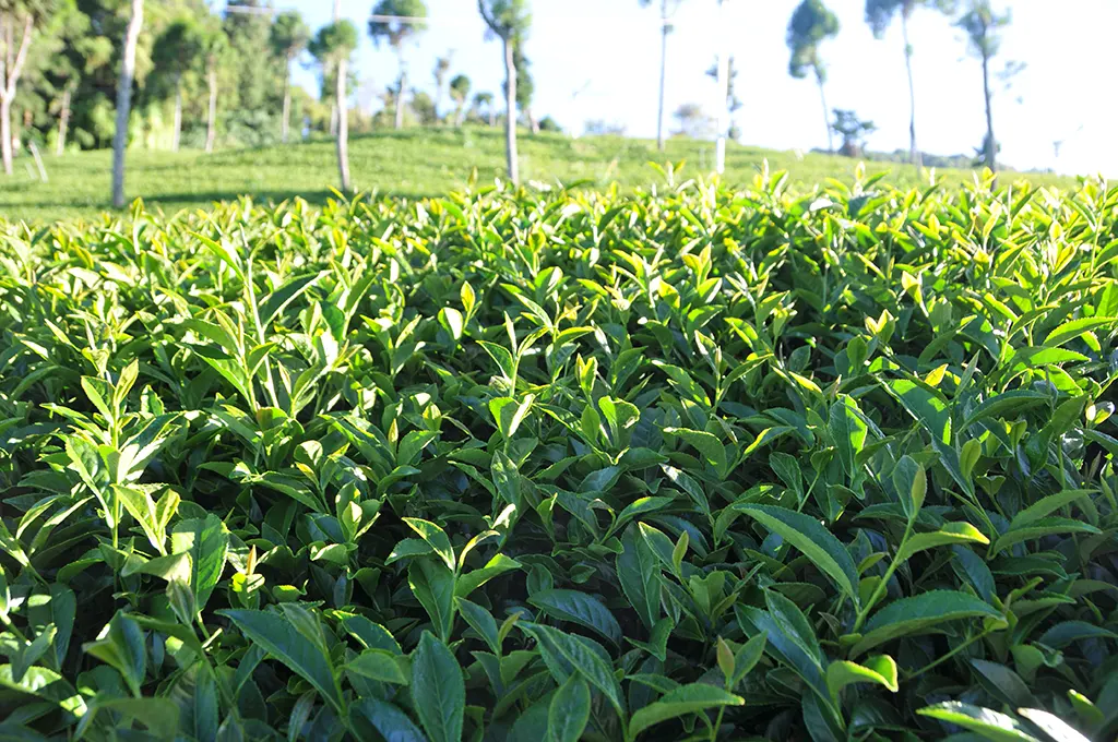 茶園種樹