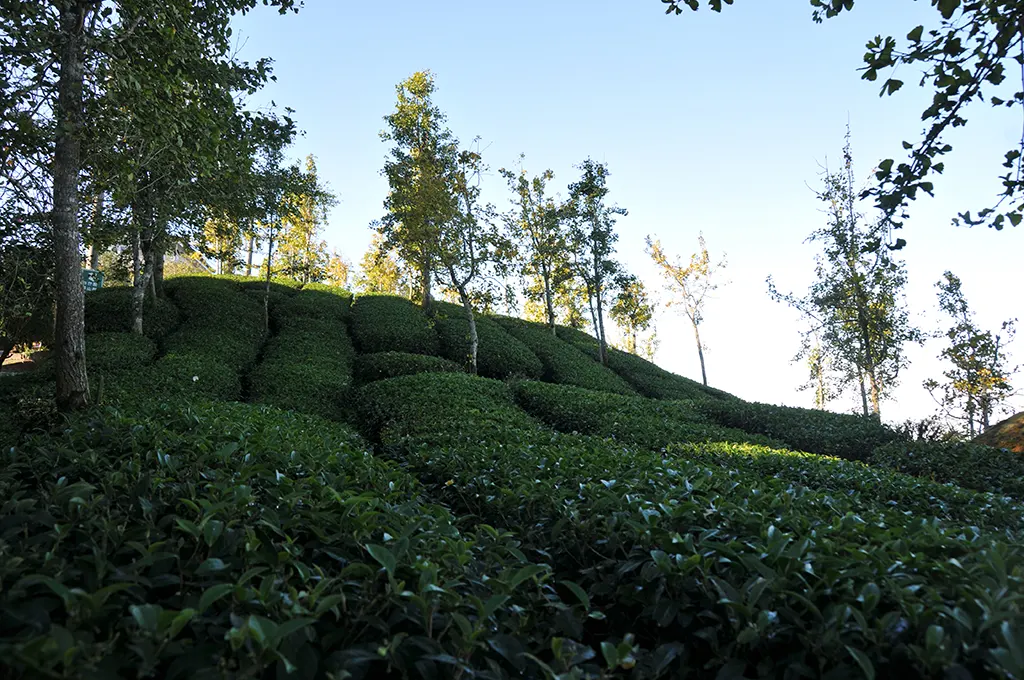 茶園種銀杏