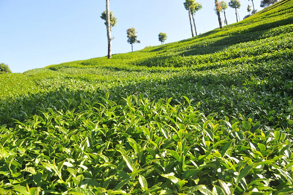 茶園種樹