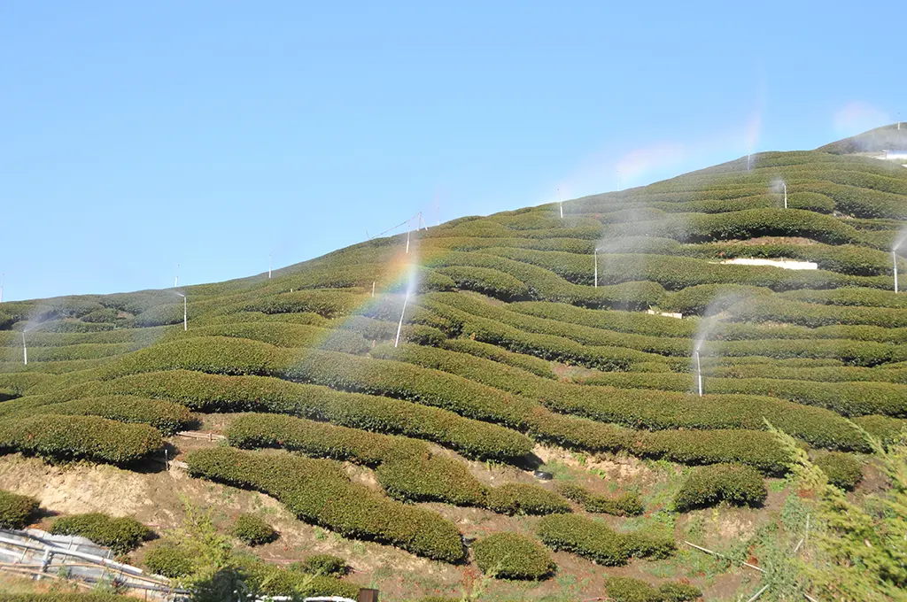 茶園灌溉